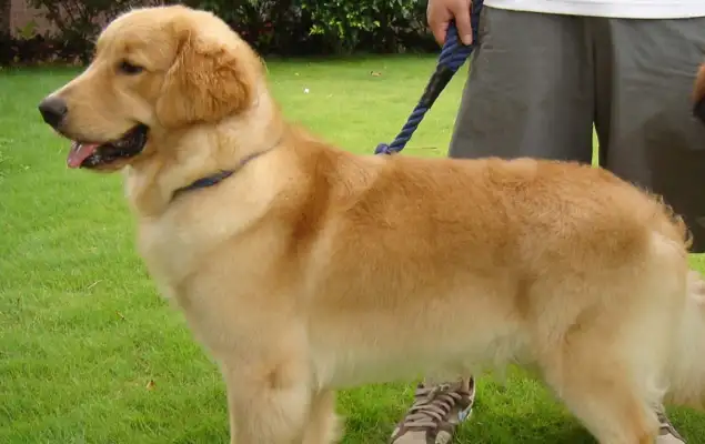Someone with a pet swimming in the lake thought it was a dog