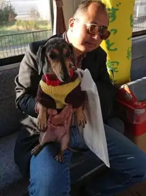You can get your dog on the subway, you can set up a car for pets, you have to get inside. Down
