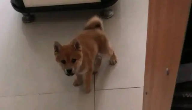 The dog felt too cold on the ground. He came to play with the master, so he could get on the sofa