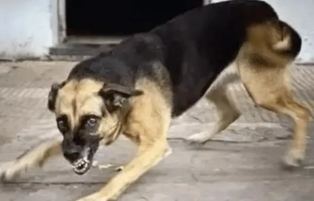 I kicked my dog off my daughter without a leash. The owner asked me for 10,000