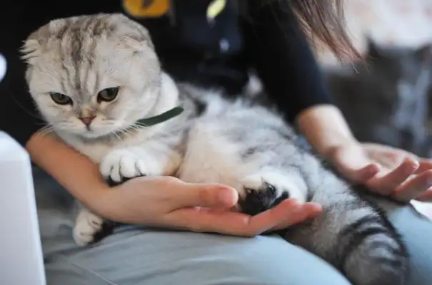 A man has temporarily adopted an orange cat