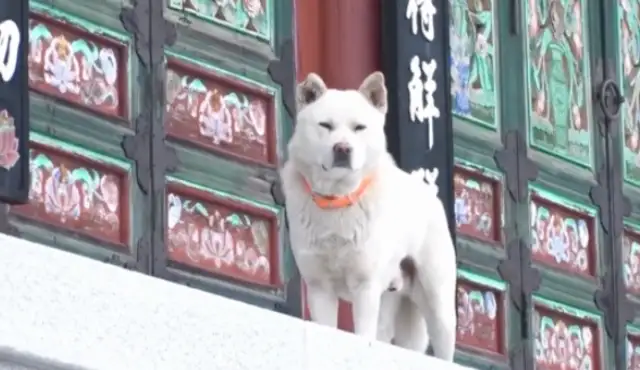 The dog who eats Jai-fu in the temple, sneaks down the mountain for four years and does all this..