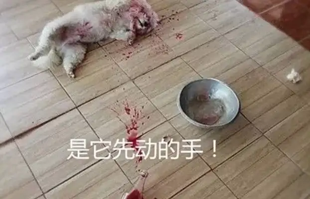 I went home and found the dog lying in a bloodbath. I was just about to take it to the hospital. I pulled my slippers and threw them away