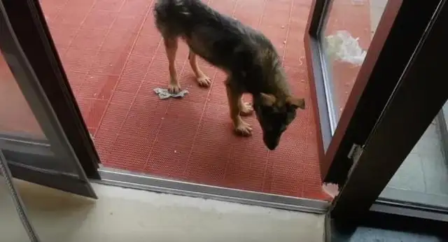 A young man who was kind enough to save a stray dog got a bite