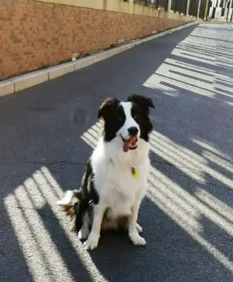 A dog does hundreds of millions of dollars to save an airport called a brave shepherd
