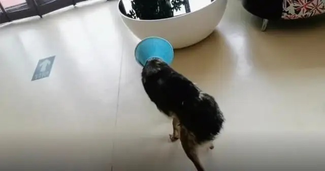 A young man who was kind enough to save a stray dog got a bite