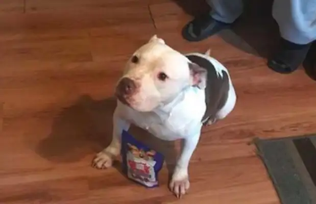 After a few months of adoption, the original owner suddenly came to take him away, and the dog made his own choice