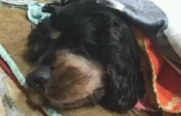 The dog put the bone in the master slipper before he died because #8230;