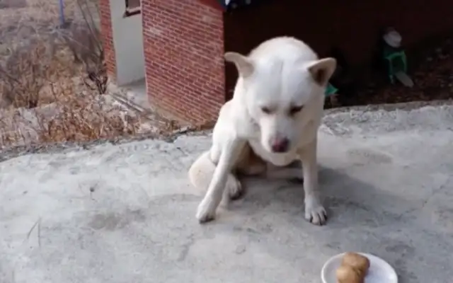 The dog who eats Jai-fu in the temple, sneaks down the mountain for four years and does all this..