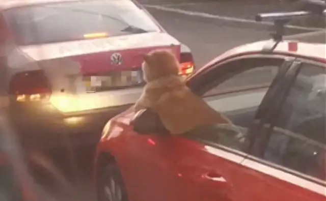 There's a traffic jam in front of the dog