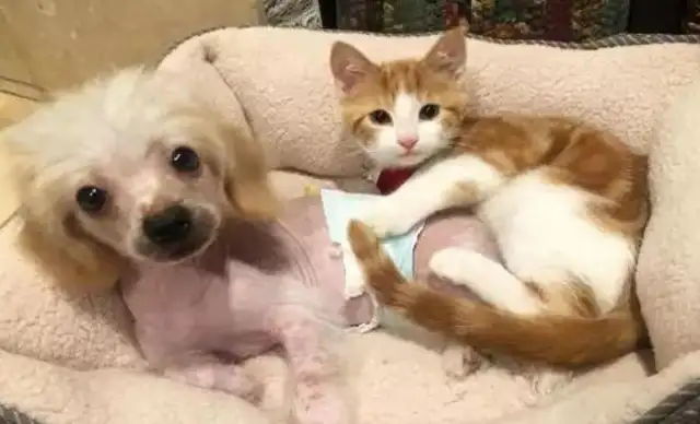 A man has temporarily adopted an orange cat