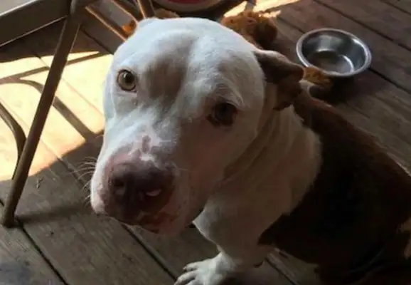 After a few months of adoption, the original owner suddenly came to take him away, and the dog made his own choice