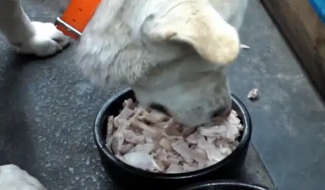 The dog who eats Jai-fu in the temple, sneaks down the mountain for four years and does all this..