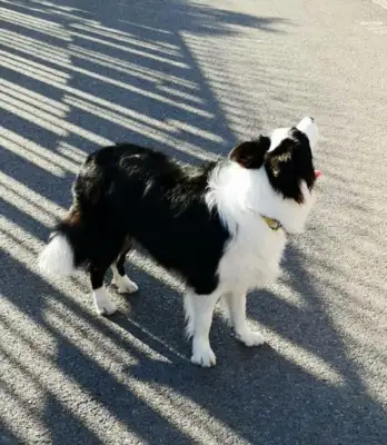 A dog does hundreds of millions of dollars to save an airport called a brave shepherd