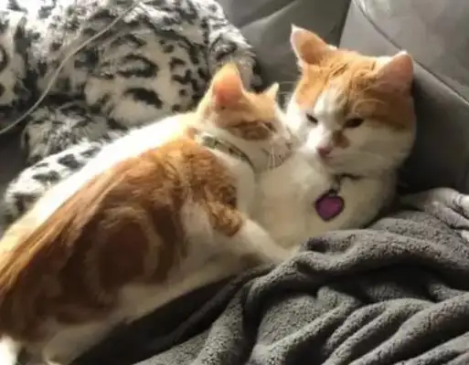 A man has temporarily adopted an orange cat