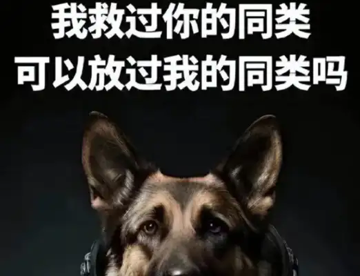 Why do the stars care only about stray dogs while ignoring the little girl who was bitten? It's a matter of public opinion