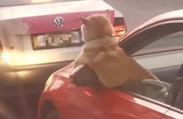 There's a traffic jam in front of the dog