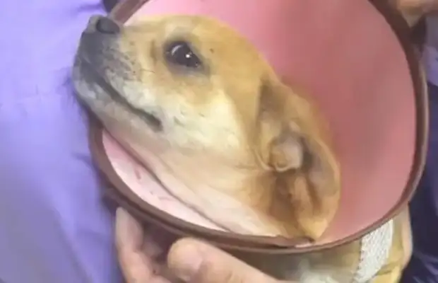 Dogs get stabbed a few times, dog abuse student: mosquitoes can shoot, why dogs can't