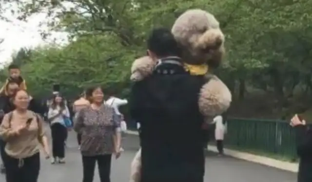 The giant teddy dogs don't want to go home and be carried back by their owners