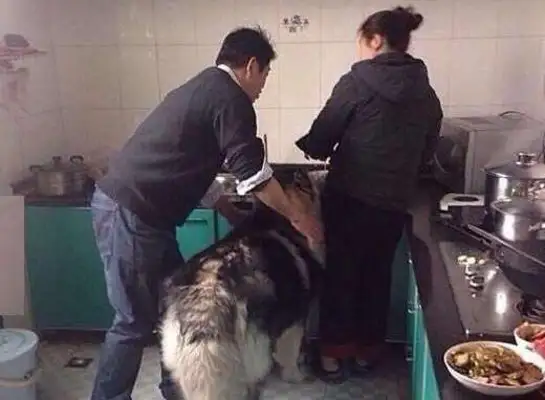 The dog was eating in the kitchen, and the owner took the evidence and didn't admit it