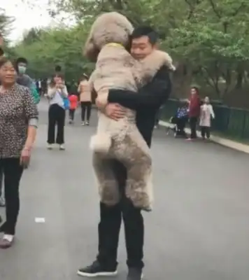 The giant teddy dogs don't want to go home and be carried back by their owners