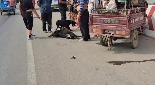 To get a deal as soon as possible, the owner drags Labrador to his mouth, spitting in his mouth: It's cheating