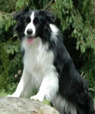A dog does hundreds of millions of dollars to save an airport called a brave shepherd
