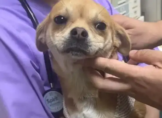 Dogs get stabbed a few times, dog abuse student: mosquitoes can shoot, why dogs can't