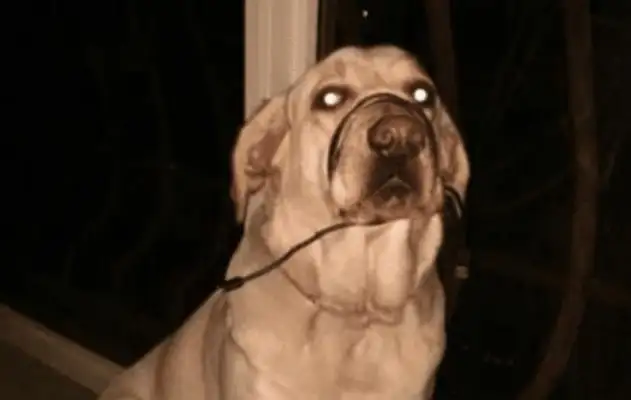 The dog snapped off the data line, the master tied his mouth when he got angry
