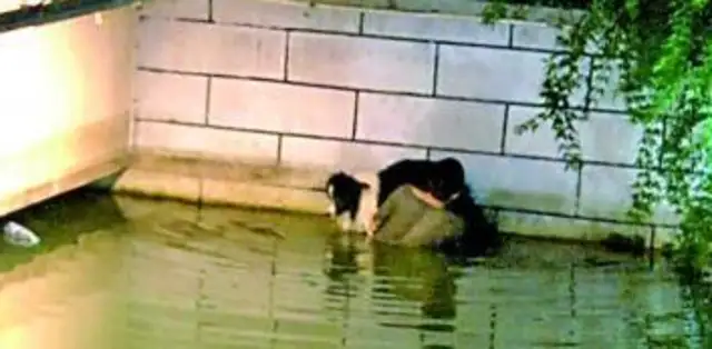 70-pound border shepherds in the water for two hours