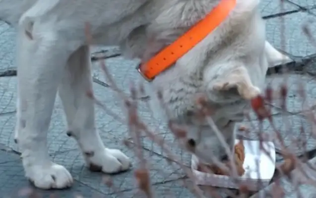 The dog who eats Jai-fu in the temple, sneaks down the mountain for four years and does all this..