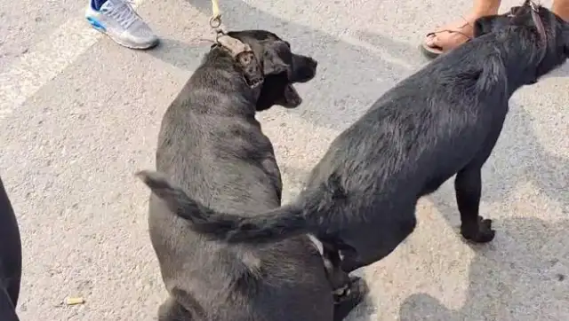 To get a deal as soon as possible, the owner drags Labrador to his mouth, spitting in his mouth: It's cheating