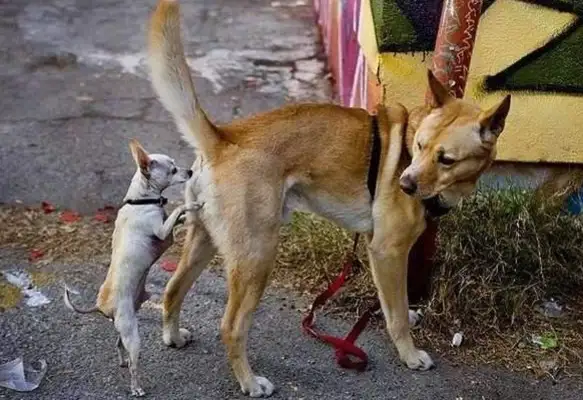 Why do dogs smell the other one's ass? Unlike people, they care about three things