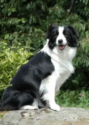A dog does hundreds of millions of dollars to save an airport called a brave shepherd