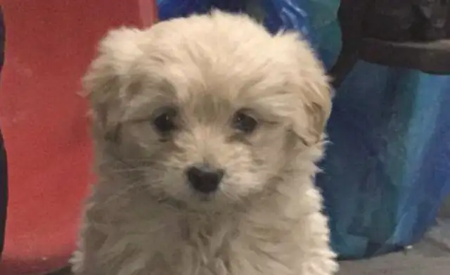 The stray dog's stuck with the passers-by trying to come home and see what the passer-by said