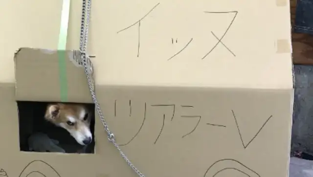 The dog was abandoned twice, and a year after his adoption, the doctor understood why he was abandoned