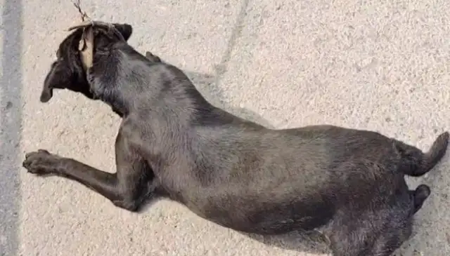 To get a deal as soon as possible, the owner drags Labrador to his mouth, spitting in his mouth: It's cheating