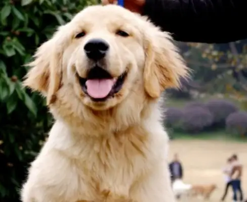 A woman with a golden puppy and a little baby on her body
