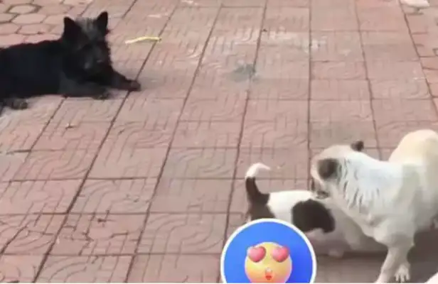 The stray dog sits at the door looking for help