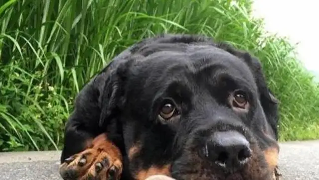 Dogs wait for snails to cross the street, but lover snails can't describe anything