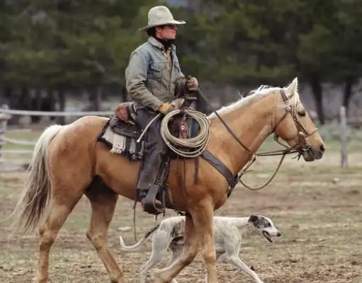 He fought hard for glory for his master, but when his legs were wounded, he thought of selling it to a dog car
