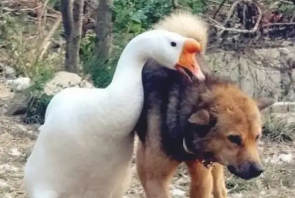 The dog's already playing. The geese come in as soon as they see it