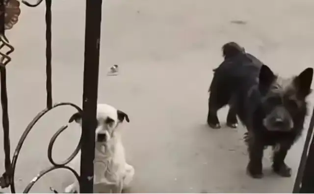 The stray dog sits at the door looking for help