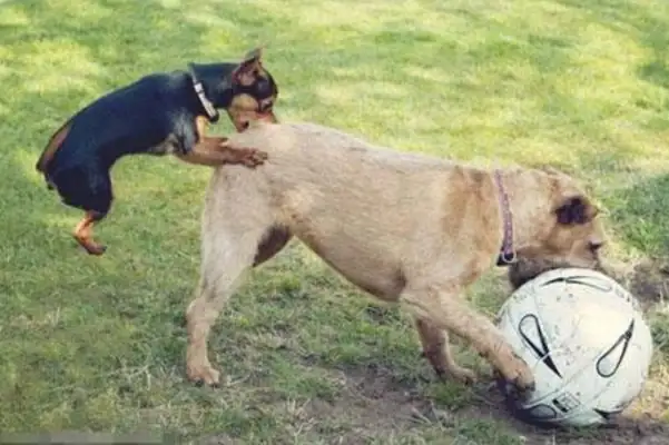 Why do dogs smell the other one's ass? Unlike people, they care about three things