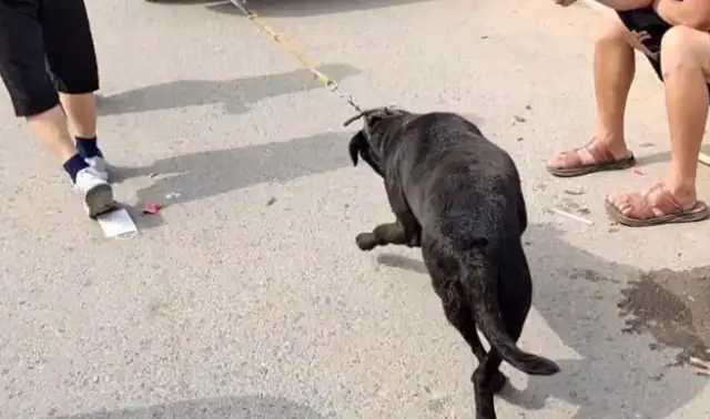 To get a deal as soon as possible, the owner drags Labrador to his mouth, spitting in his mouth: It's cheating