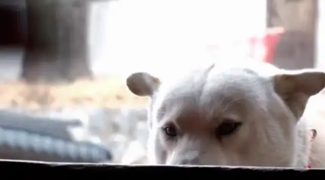 The dog who eats Jai-fu in the temple, sneaks down the mountain for four years and does all this..