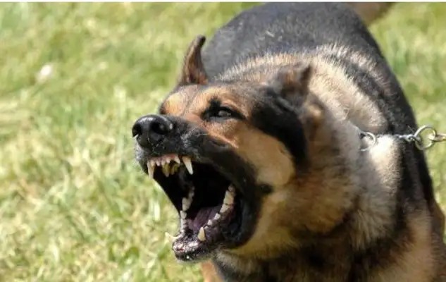 Henan Anyang's "dog bite" has been decided and the dog owner has been suspended
