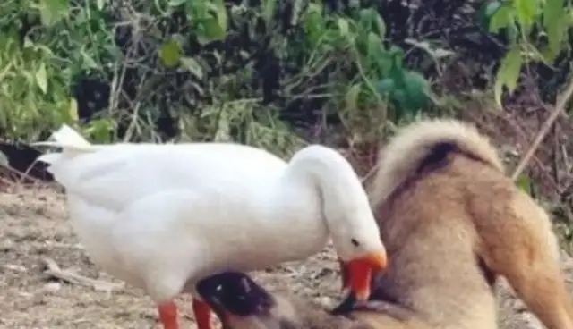 The dog's already playing. The geese come in as soon as they see it