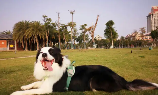 A dog does hundreds of millions of dollars to save an airport called a brave shepherd