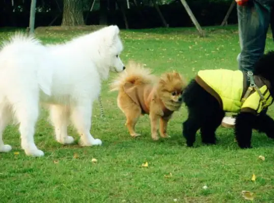 Why do dogs smell the other one's ass? Unlike people, they care about three things